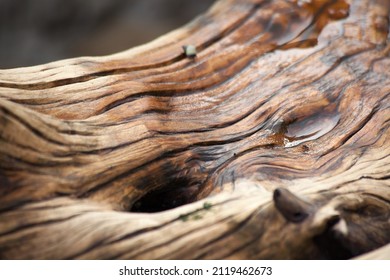 Close up of driftwood for an abstraction - Powered by Shutterstock