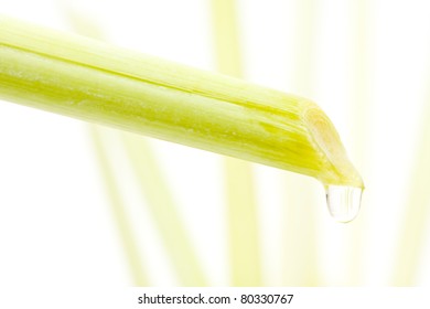 Close Up Of A Drop Of Lemongrass Oil