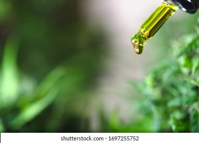 close up of droplet dosing a biological and ecological hemp plant herbal pharmaceutical cbd oil from a jar.Hemp oil extract concept for alternative medicine.