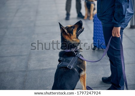 Close up of drug detection dog looking at male inspector in airport