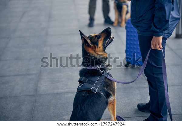 Close up of drug detection dog looking at male\
inspector in airport