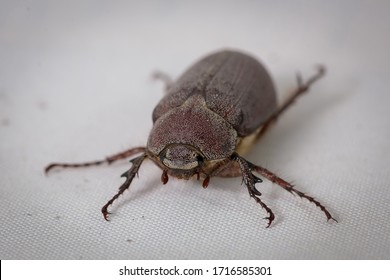 Close Up The Drugstore Beetle (Stegobium Paniceum), Also Known As The Bread Beetle 