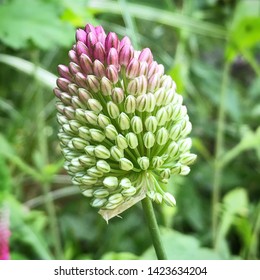 Close Up Of A Drumstick Allium