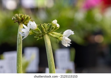 Close up of a drumstick primula (primula denticulata) plant emerging into bloom