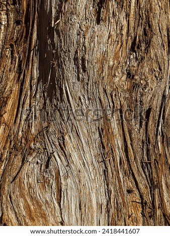 close up dry big teak tree bark texture. 