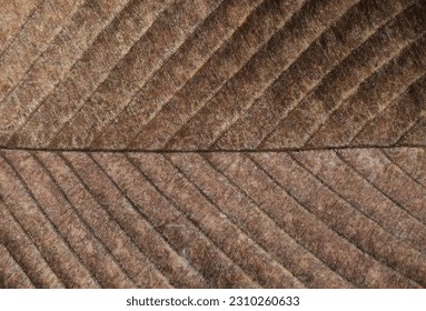 close up dry brown leaf texture, leaf of Elephant apple ( Dillenia indica L. ) - chulta,chalta,ouu