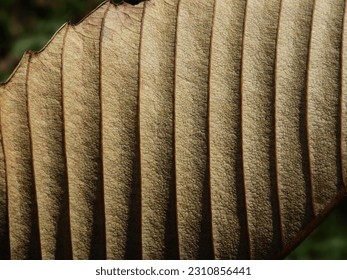 close up dry brown leaf texture, leaf of Elephant apple ( Dillenia indica L. ) - chulta,chalta,ouu