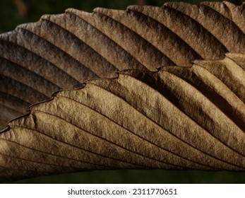 close up dry brown leaf texture, leaf of Elephant apple ( Dillenia indica L. ) - chulta,chalta,ouu