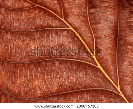 close up dry brown leaf texture ( teak leaf ) 
