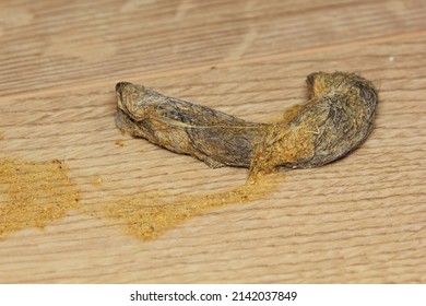 Close up of dry cat vomit with hairball on the wooden floor
