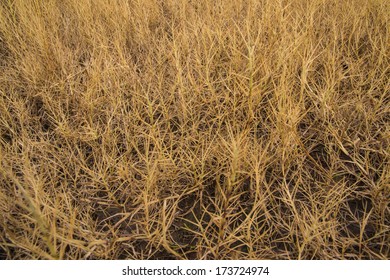 Close up of dry grass background texture
