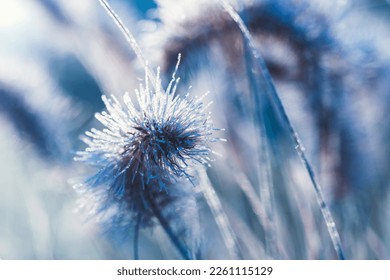 close up of dry grass covered with hoar frost against blue sky - Powered by Shutterstock