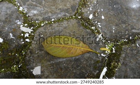 Close up of dry jackfruit tree leaves lying on mossy paving blocks covered with dust and natural dirt. The rough surface texture of the paving and the organic shapes of the dried leaves create a natural and earthy composition. Suitable as design material for nature theme, environmental concept, rustic outdoor background, autumn-like atmosphere, and organic texture visuals