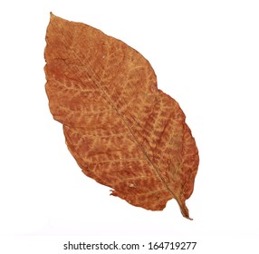 Close up of dry leaf isolated on white background.