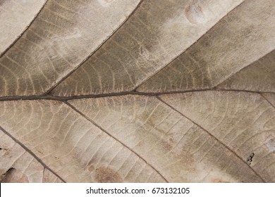 close up dry leaf texture