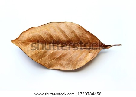 Close up of Dry leaves isolated on white background. Dry leaves object.