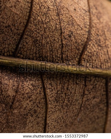 Close up of dry mango leaf with detailed leaf texture