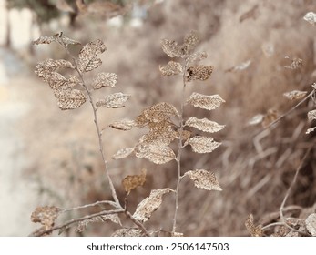 Close up dry meadow leaves. - Powered by Shutterstock