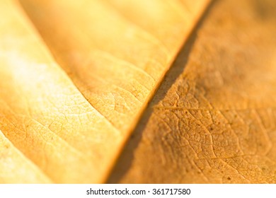 Close Dry Orange Leaf Stock Photo 361717580 | Shutterstock