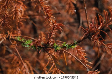 Close Up Of A Dry Pine Tree With A Drop Of Water. Autumn Background. New Green Needles. Rebirth Of Nature