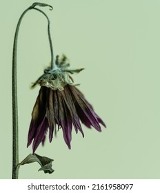 Close Up Of Dry Purple Daisy