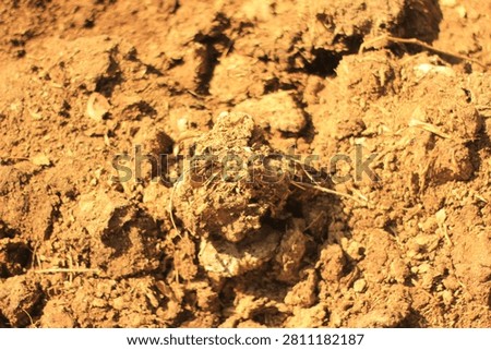 Close Up Dry Soil Texture with Clods for Agriculture Background 