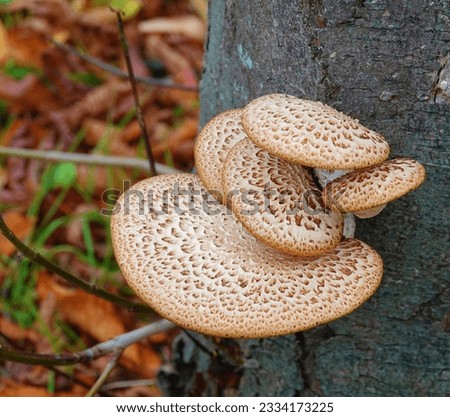 Close up of Dryad's Saddle fungus, also known as Pheasant Back mushroom.