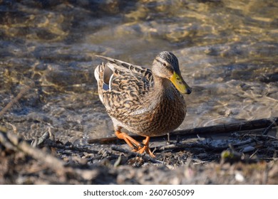 A close up of a duck