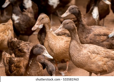 Close Up Duck In Farm At Daytime