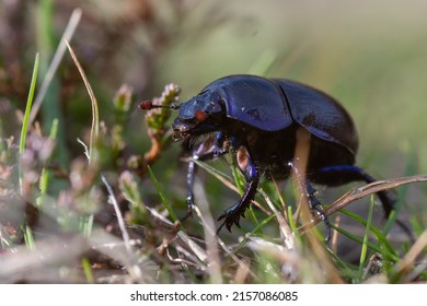 Close Up Of A Dung Beetle Walking Through Grass And Moss.