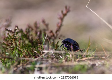 Close Up Of A Dung Beetle Walking Through Grass And Sand.