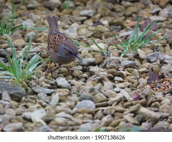 close up of a Dunnock Dunnet (Prunella modularis) hunting for food amongst pebbles - Shutterstock ID 1907138626