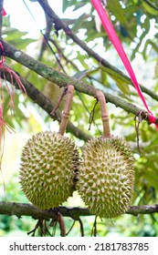Nahaufnahme von Durians auf dem Durian-Baum. König der Früchte.