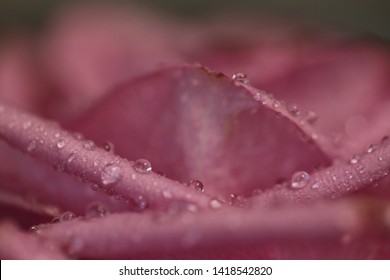 close up dusty rose color roses with water drops forlove, missing, apology, new job, backgrounders