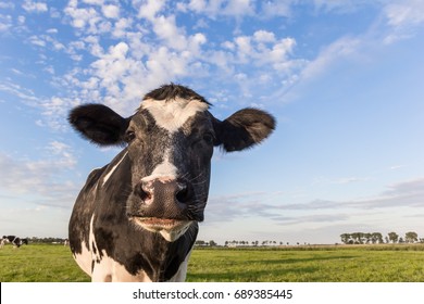 Close up of a dutch black and white cow in Holland