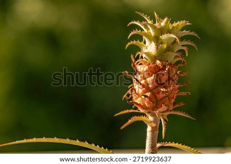 Close up of dwarf Pineapple also known as Ananas Comosus