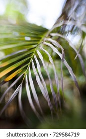 Close Up Of A Dying  Tropical Palm Tree Frond.