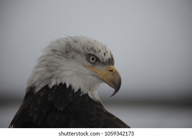 Close up of eagle