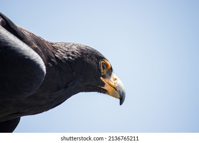 A Close Up Of A Verreauxs’ Eagle