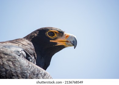 A Close Up Of A Verreauxs’ Eagle