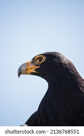 A Close Up Of A Verreauxs’ Eagle