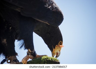 A Close Up Of A Verreauxs’ Eagle On A Perch While Eating A Dead Chick. The Eagle Is Being Rehabilitated.