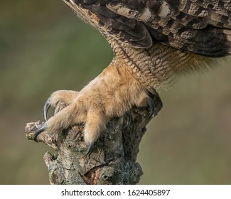 814 Owl feet Stock Photos, Images & Photography | Shutterstock