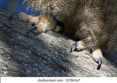 1,879 Owls Feet Images, Stock Photos & Vectors | Shutterstock