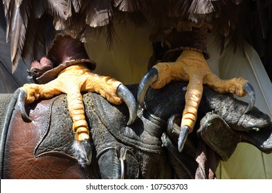 Close Up Of Eagle Talons