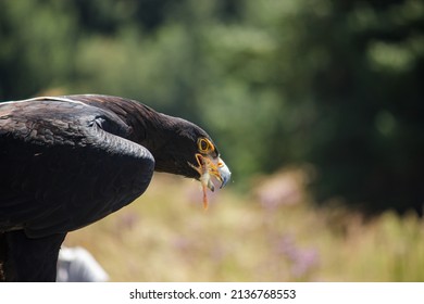 A Close Up Of A Verreauxs’ Eagle, While Eating A Dead Chick