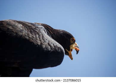 A Close Up Of A Verreauxs’ Eagle, While Eating A Dead Chick