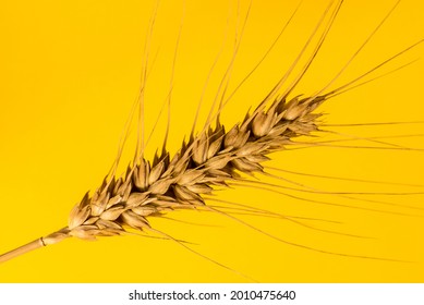 大麦 イラスト の写真素材 画像 写真 Shutterstock