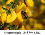 Close up Early bumblebee (Bombus pratorum), family Apidae on yellow flowers of common broom Cytisus scoparius (syn. Sarothamnus scoparius). Family Fabaceae, Spring, Netherlands                        