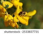 Close up Early bumblebee (Bombus pratorum), family Apidae on yellow flowers of common broom Cytisus scoparius (syn. Sarothamnus scoparius). Family Fabaceae, Spring, Neth                               